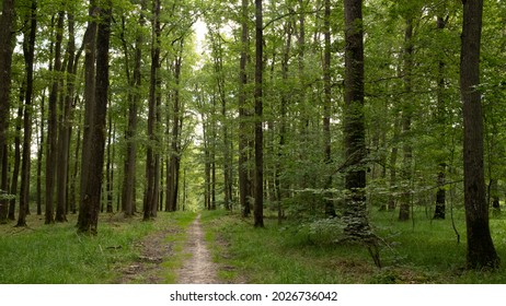 Small footpath in a wild forest in northern France. Oaks and birches, trunks and branches with summer light; Lush and green vegetation. Beauty of nature in Europe. Green Holidays
