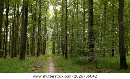 Small footpath in a wild forest in northern France. Oaks and birches, trunks and branches with summer light; Lush and green vegetation. Beauty of nature in Europe. Green Holidays