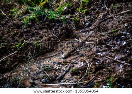 small forest creek Stock foto © 