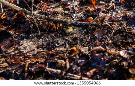 small forest creek Stock foto © 
