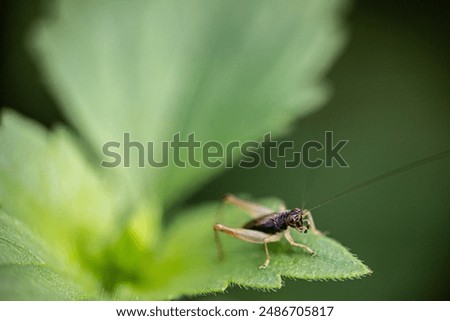 Small forest crickets have different colors, this macro photo is great for scientific studies, scientific research and educational purposes