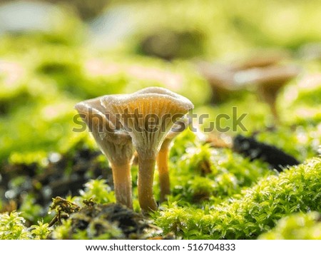 Similar – Image, Stock Photo a small toadstool grows in the grass on the forest floor