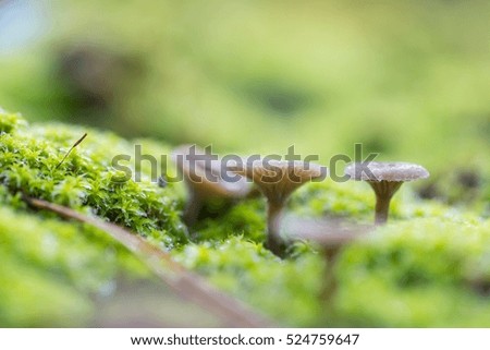 Similar – Image, Stock Photo a small toadstool grows in the grass on the forest floor