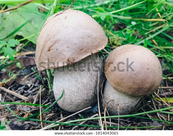 Small forest mushrooms in nature, growing from\
the ground close-up