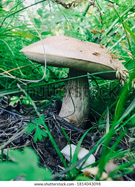 Small forest mushrooms in nature, growing from\
the ground close-up
