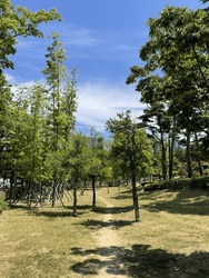 Small Forest Path, Trees, Nature, In The Park