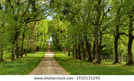 Small forest path under an undergrowth of lindens and oaks in spring. Young green foliage growing after winter. Large trunks with dark bark. Beautiful light of a sunny day in April.