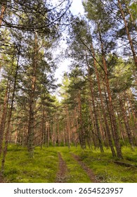 A small forest path winding through a pine forest, surrounded by tall trees and natural greenery. Peaceful woodland scenery.