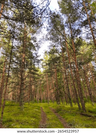A small forest path winding through a pine forest, surrounded by tall trees and natural greenery. Peaceful woodland scenery.