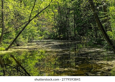 A small forest pond hidden deep in the forest