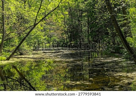 A small forest pond hidden deep in the forest