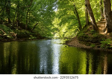 A small forest river running deeper into the forest, tall trees on each side, sunny summer day