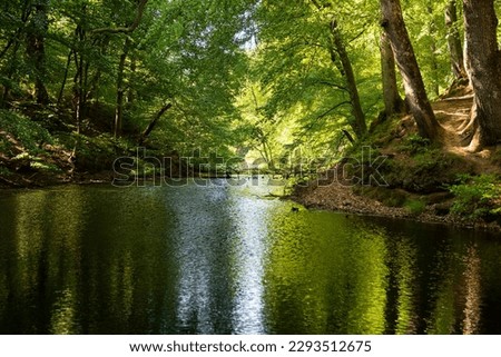 A small forest river running deeper into the forest, tall trees on each side, sunny summer day