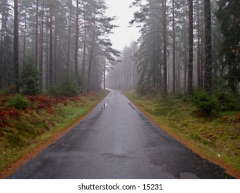 A small forest road on a foggy spring morning