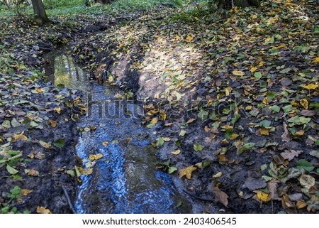 Small forest stream. Stream with fallen leaves. Autumn, season, forest. Muddy stream bank. Colorful fallen leaves, nature.