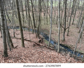 Small forest stream flowing through deciduous woodland in Szwajcaria Rachowicka, Poland. Peaceful natural landscape ideal for ecology, hiking, forest therapy and seasonal outdoor themes.