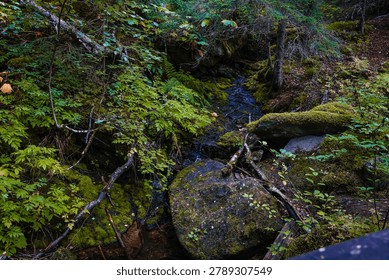 Small forest stream flowing through mossy rocks in a dense Alaskan wilderness