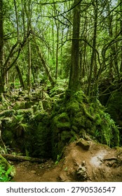 Small forest stream flowing through lush green woodland with moss-covered rocks and trees. Natural wilderness landscape.