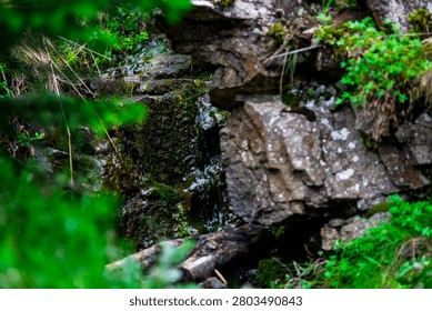 Small forest stream flowing through moss covered rocks in lush woodland