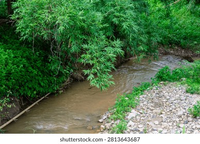 Small forest stream flowing through lush green trees and bamboo foliage.
a natural muddy water stream flowing through a peaceful forest with green bushes, bamboo leaves hanging over the creek, and a pebbled rocky shore in rural Thailand.