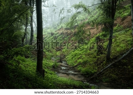Small forest stream flowing through a steep slope covered in lush green ferns and fallen trees after rainfall. Misty beech forest in spring, with visible signs of erosion and deforestation.