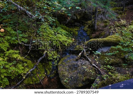 Small forest stream flowing through mossy rocks in a dense Alaskan wilderness
