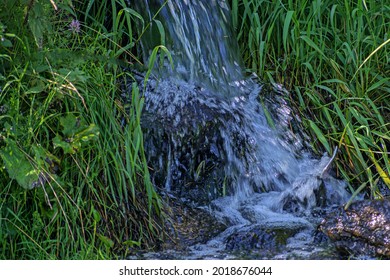 A small forest stream in the thick grass