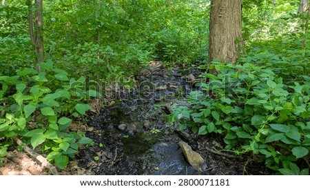Small forest stream trickling through dense green wetland bushes