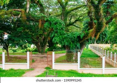 Small Forest And Tress Outside The Train