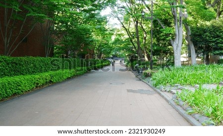 Small forest and urban path, well maintained and well laid out, corner of relaxation and tranquility, in an Asian forest area, lots of greenery, corner of rest during work, sun and shade lighting