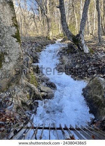 small forest waterfall flowing low to the leaves