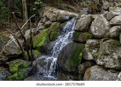 A small forest waterfall flows over dark rocks covered with vivid green moss in a quiet woodland setting.