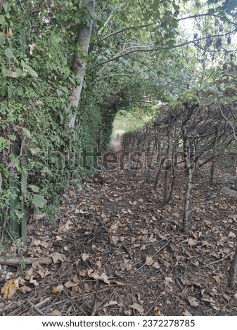 A small forest and wood alley, between greenery and dead vegetation, between green and brown, discreet passage, person, secret, mysterious atmosphere, natural beauty, nature tunnel