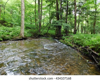 Small Forested Stream