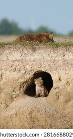 A small fox cub sits inside a burrow while its mother rests on the grass above.
