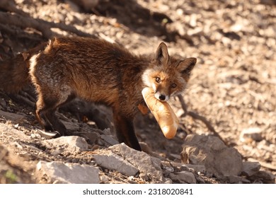 Small fox on a slope with bread in mouth and stone background
