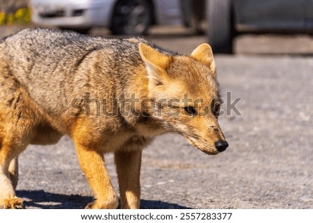 A small fox walking on the ground in Los Glaciares National Park, El Calafate, Argentina.