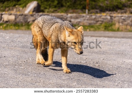 A small fox walking on the ground in Los Glaciares National Park, El Calafate, Argentina.