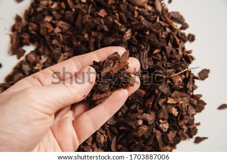 Small fraction pine bark in hand for planting Phalaenopsis Orchid close up on a white background