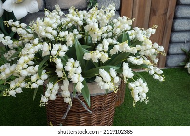 Small And Fragrant Spring May Lily Flowers. Great Bouqet Of Lily Of The Valley Flowers In Basket