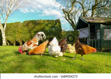 Small, free range flock of hens together with a cockerel, foraging for food in a large, private garden. An old Wendy house is seen, now used as a chicken coup. The birds are kept for there eggs. - Powered by Shutterstock