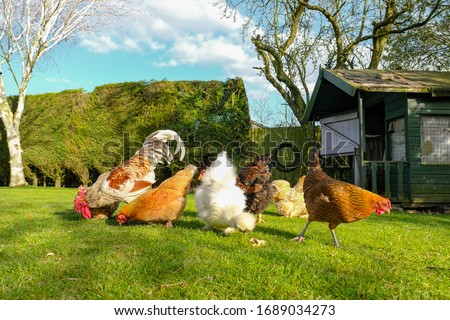 Small, free range flock of hens together with a cockerel, foraging for food in a large, private garden. An old Wendy house is seen, now used as a chicken coup. The birds are kept for there eggs.