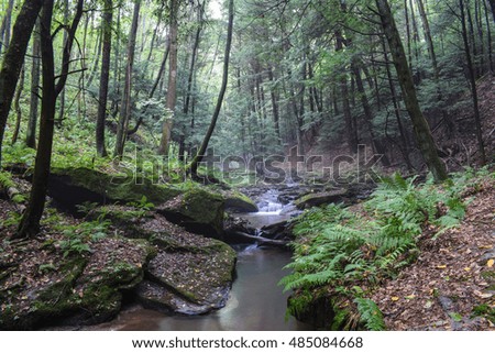 A small freestone mountain stream full of native Brook Trout in the Allegheny Mountains of Pennsylvania.