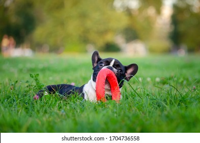 Small French Bulldog Puppy. Young Energetic Dog Is Walking And Playing With Its Owner. How To Protect Your Dog From Overheating In Summer Time. The Dog Is Getting Thirsty.