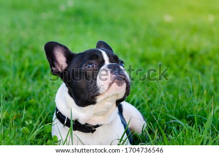 Small French bulldog puppy. Young energetic dog is walking and playing with its owner. How to protect your dog from overheating in summer time. The Dog is getting thirsty.