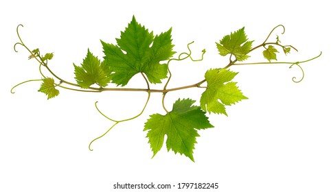 Small Fresh Branch Of Grape Vine On White Background