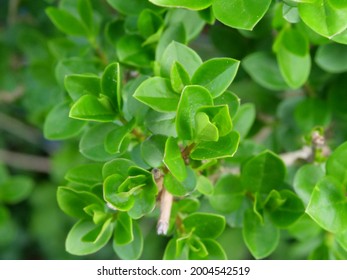 Small, fresh, bright green leaves  - Shutterstock ID 2004542519