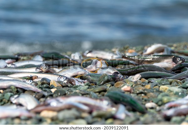 Small fresh female capelin fish or capelin smelt\
with green and silver bodies lay on a rocky beach.\
Shishamo,Mallotus Villosus, are little egg producing fish meal that\
has jumped onto a beach to\
spawn