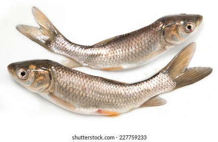 Small Fresh Fish On A White Background