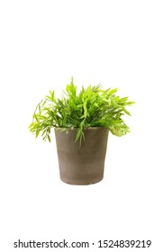 Small fresh plant in a pot on white background